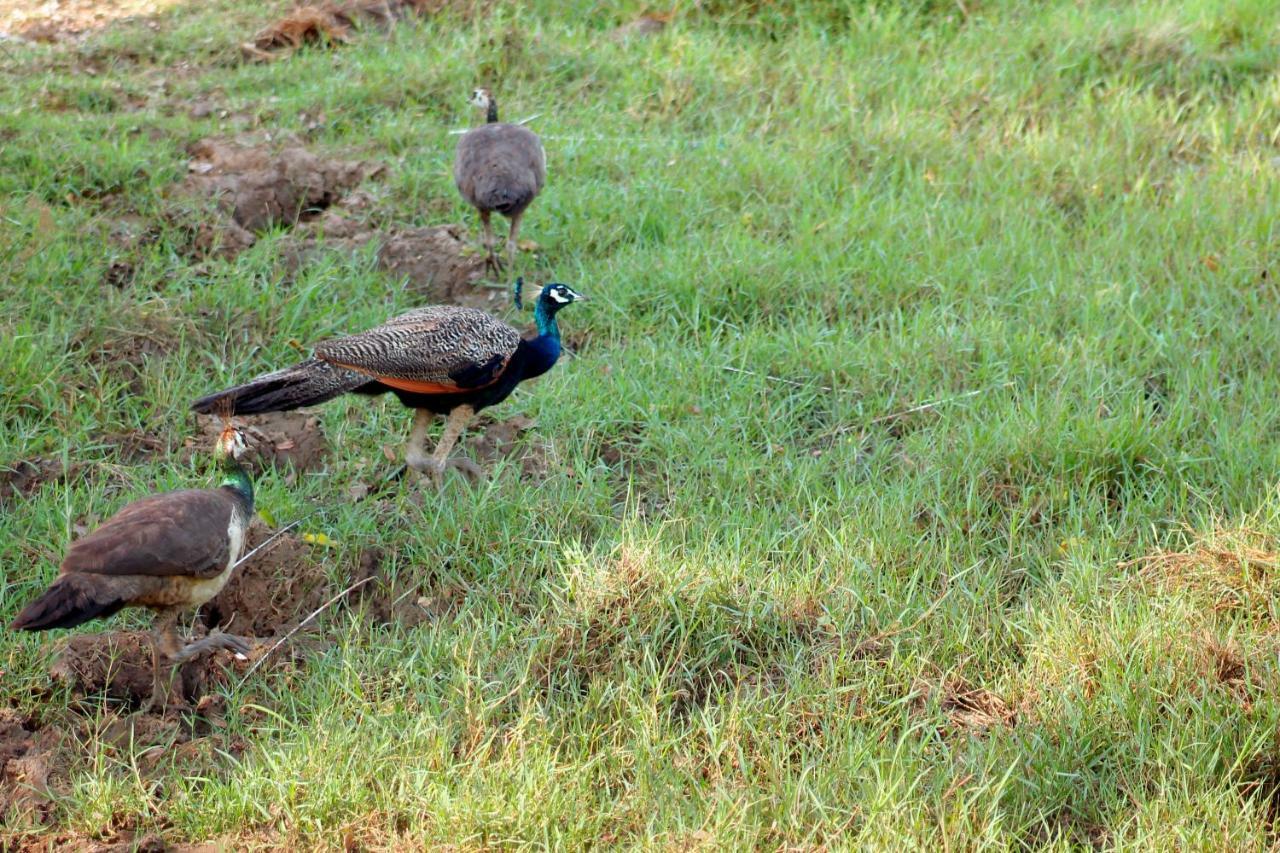 Wasgamu Safari Lodge Wasgamuwa Buitenkant foto