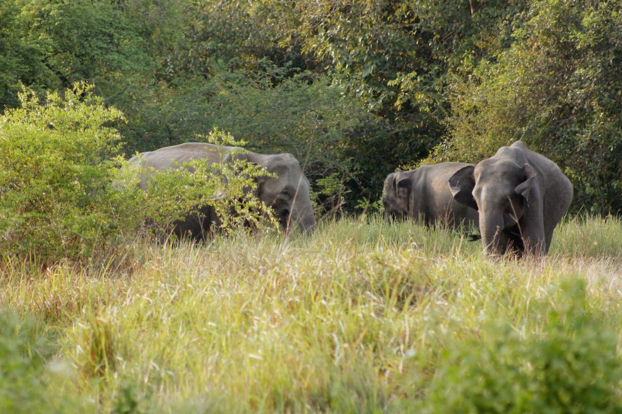 Wasgamu Safari Lodge Wasgamuwa Buitenkant foto