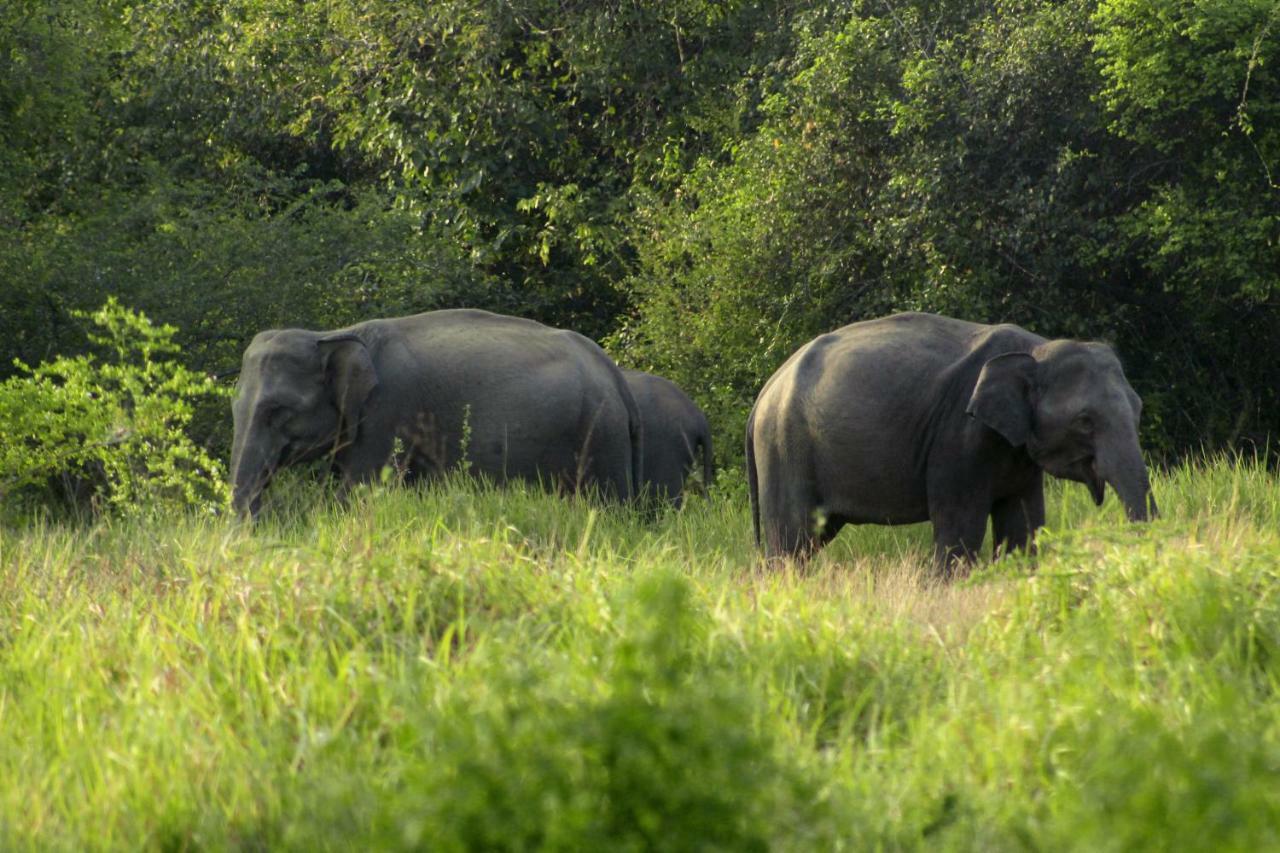Wasgamu Safari Lodge Wasgamuwa Buitenkant foto