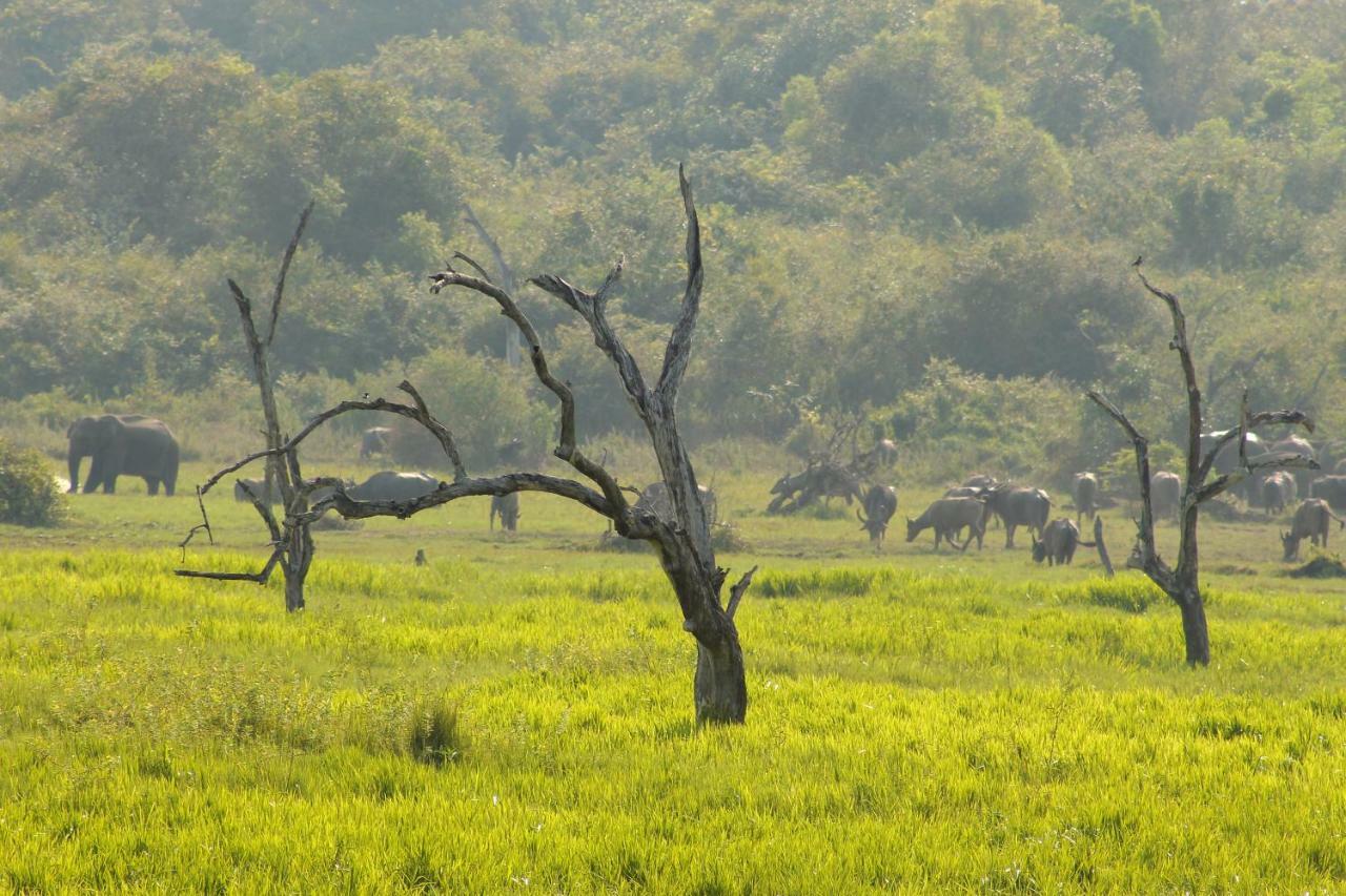 Wasgamu Safari Lodge Wasgamuwa Buitenkant foto