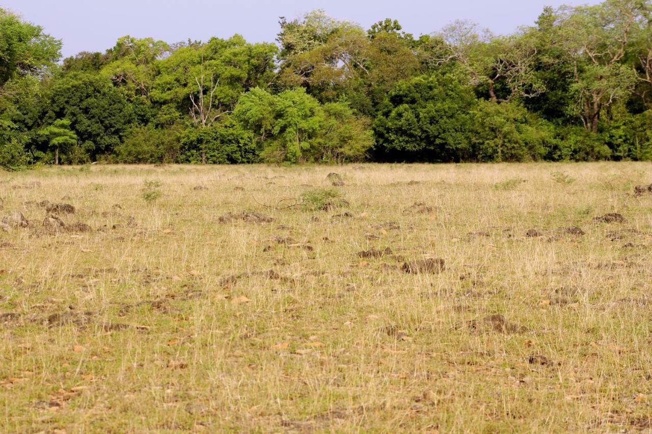Wasgamu Safari Lodge Wasgamuwa Buitenkant foto