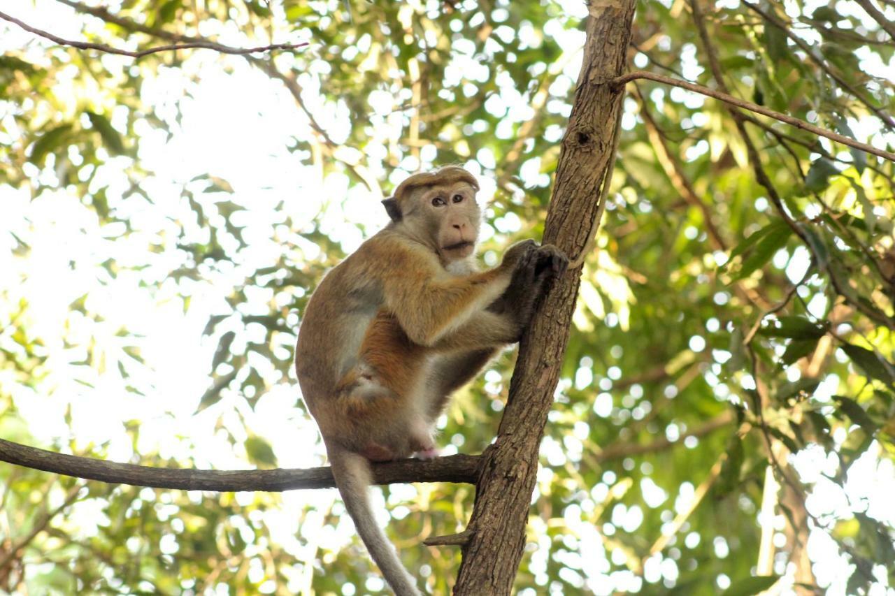 Wasgamu Safari Lodge Wasgamuwa Buitenkant foto