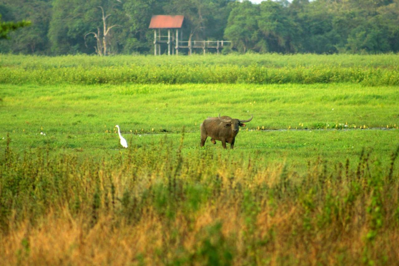 Wasgamu Safari Lodge Wasgamuwa Buitenkant foto