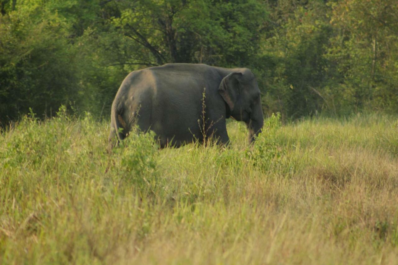 Wasgamu Safari Lodge Wasgamuwa Buitenkant foto