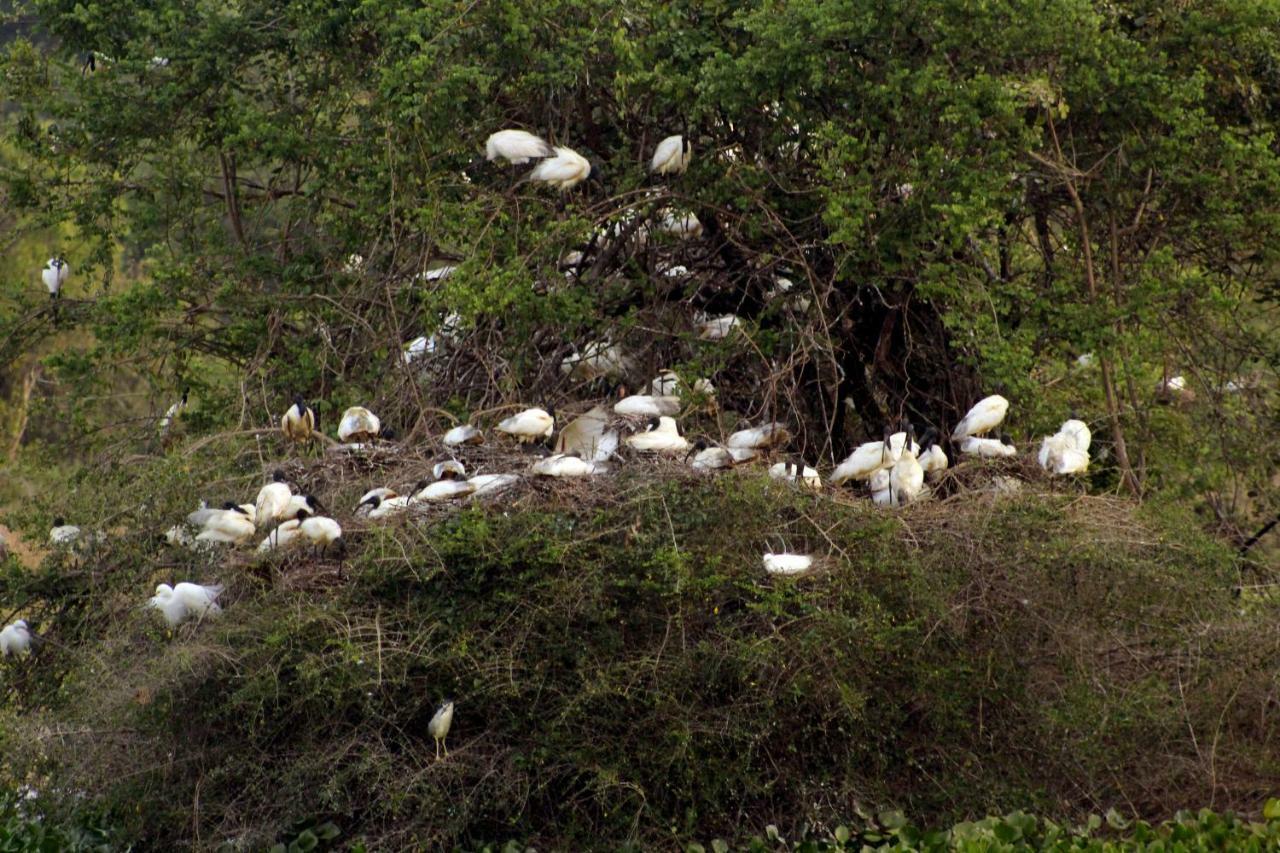 Wasgamu Safari Lodge Wasgamuwa Buitenkant foto