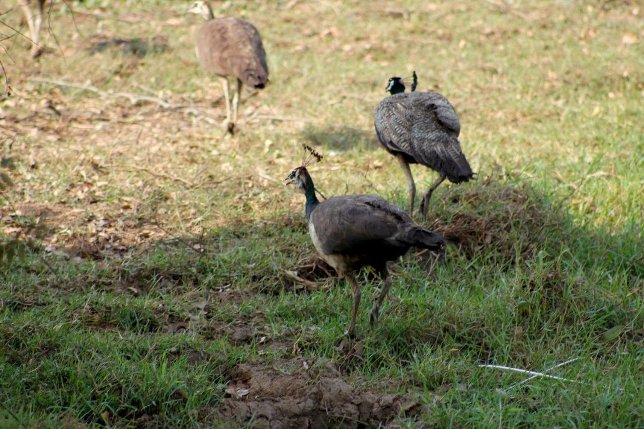 Wasgamu Safari Lodge Wasgamuwa Buitenkant foto