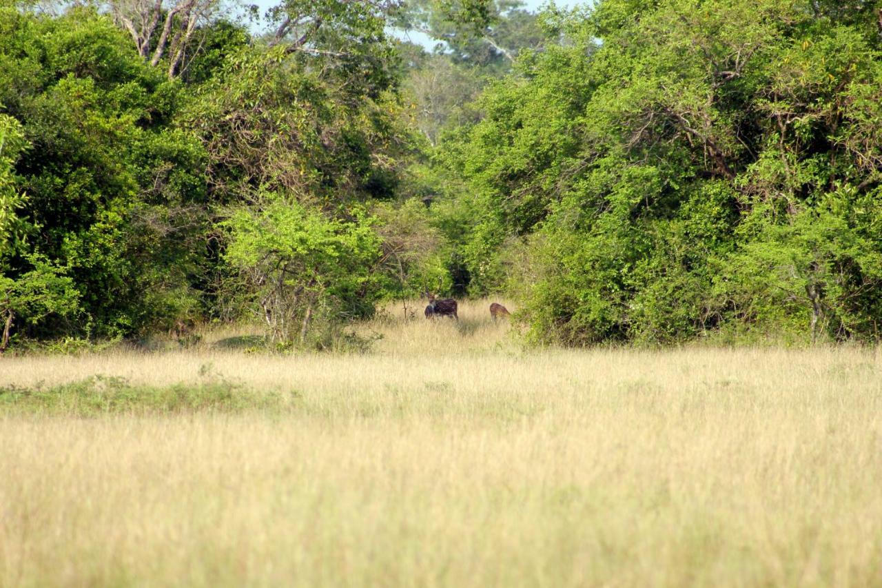 Wasgamu Safari Lodge Wasgamuwa Buitenkant foto